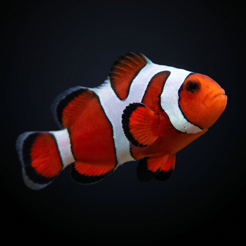 Premium Gladiator Clownfish - Amphiprion ocellaris