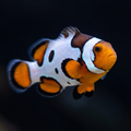 Premium Onyx Picasso Clownfish - Amphiprion percula