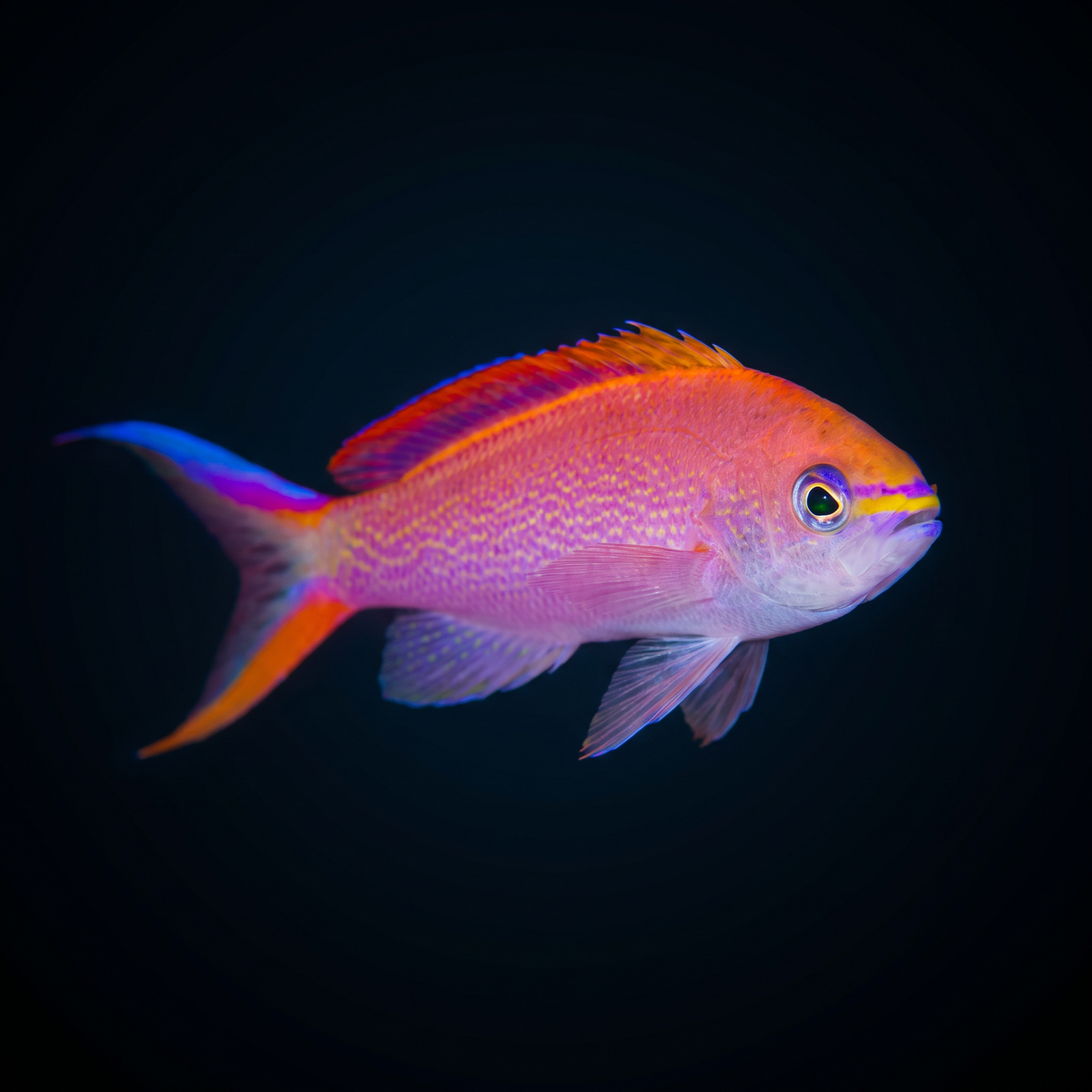 Princess Anthias saltwater fish care guide