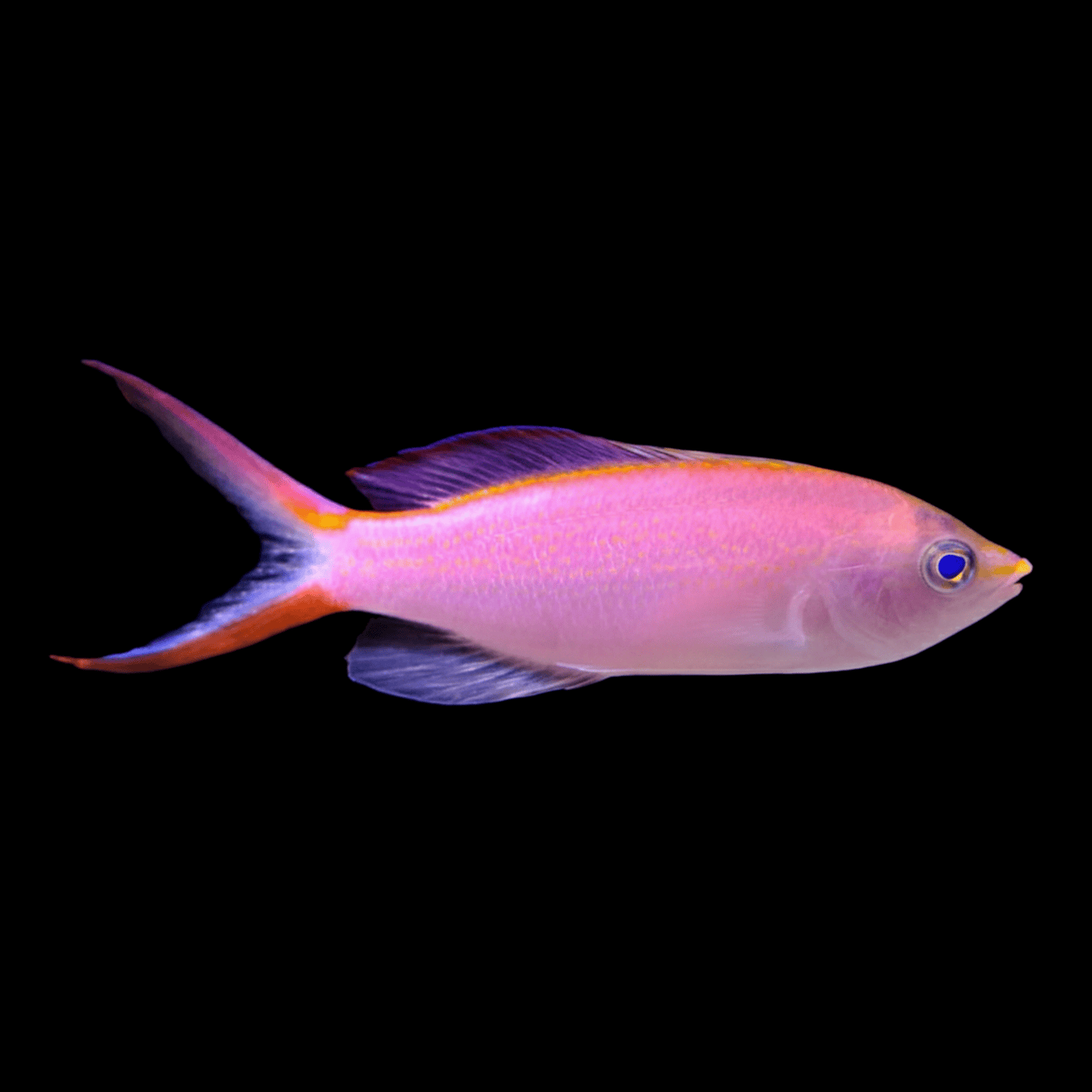 Princess Anthias