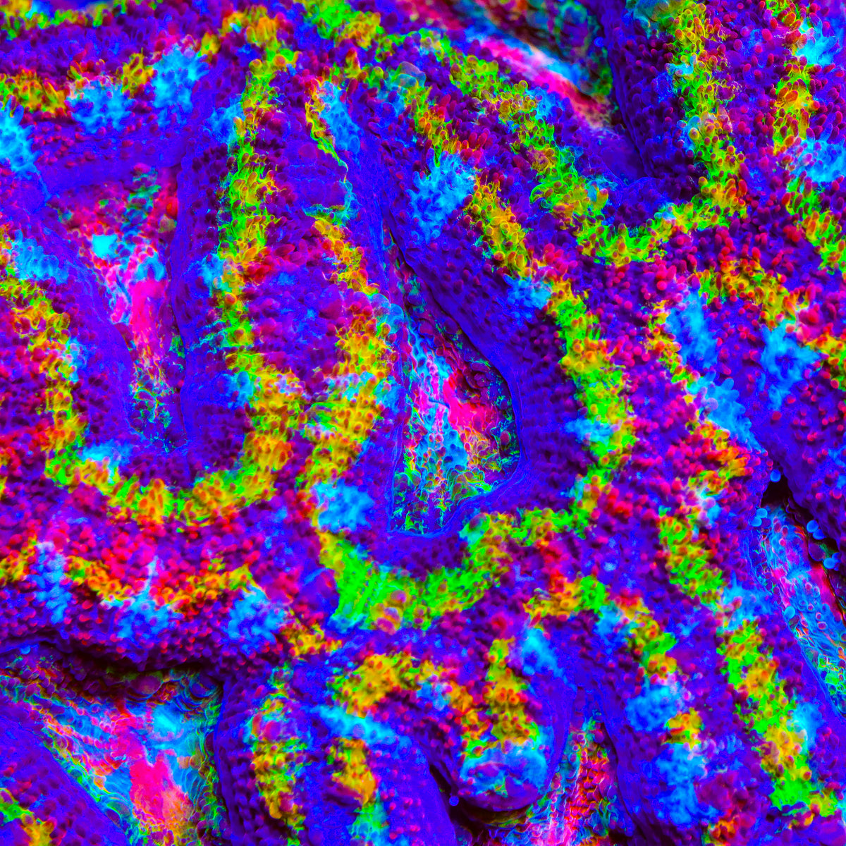 TSA Prism Phantom Acan Coral