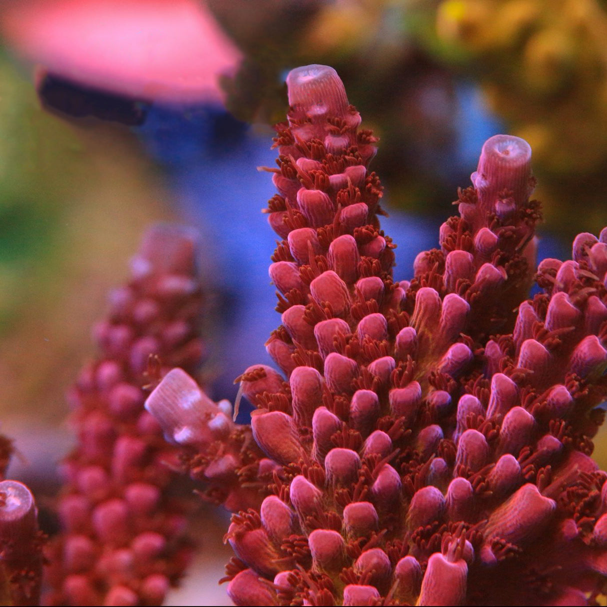 PC Arcoíris Acropora Coral