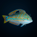 Pudding Wife Wrasse