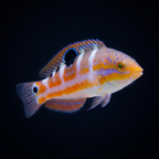 Pudding Wife Wrasse