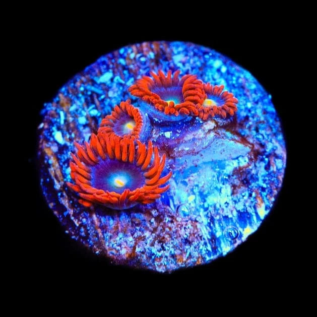 Punk Rocker Zoanthids Coral coral identification and care guide