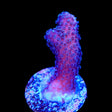 Purple Stylophora Coral