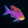 Purple Queen Anthias - Male