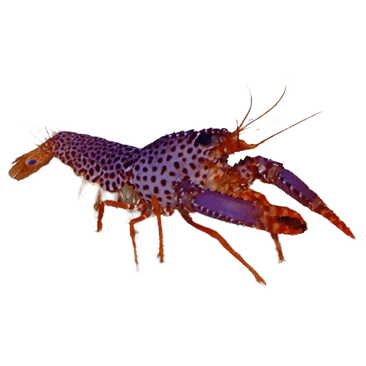 Purple Reef Lobster