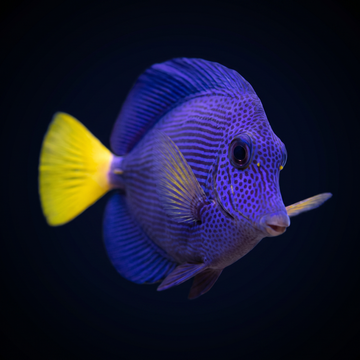 Purple Tang