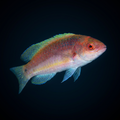 Purple Velvet Fairy Wrasse - Female