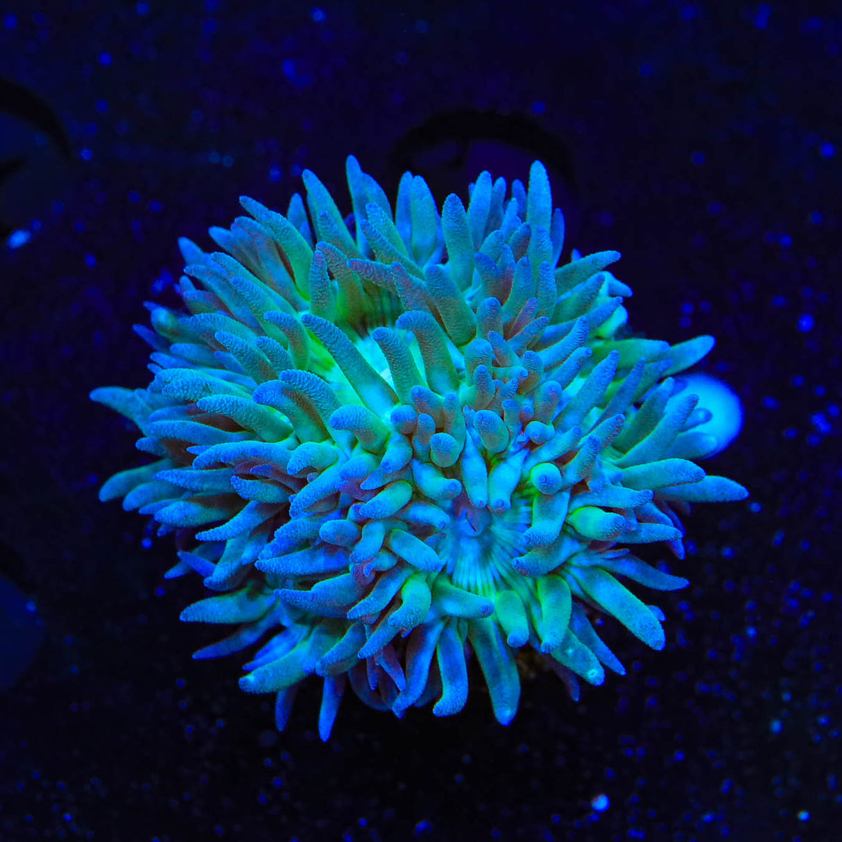 Green Stem Duncan Coral - Top Shelf Aquatics