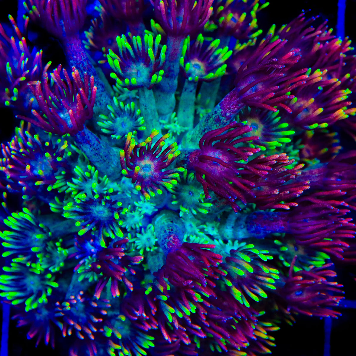 RCA Mamba Goniopora Coral - mother colony