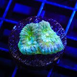 TSA Holographic Favia Coral