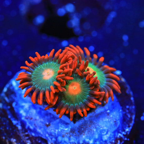 Gatorade Zoanthid Coral