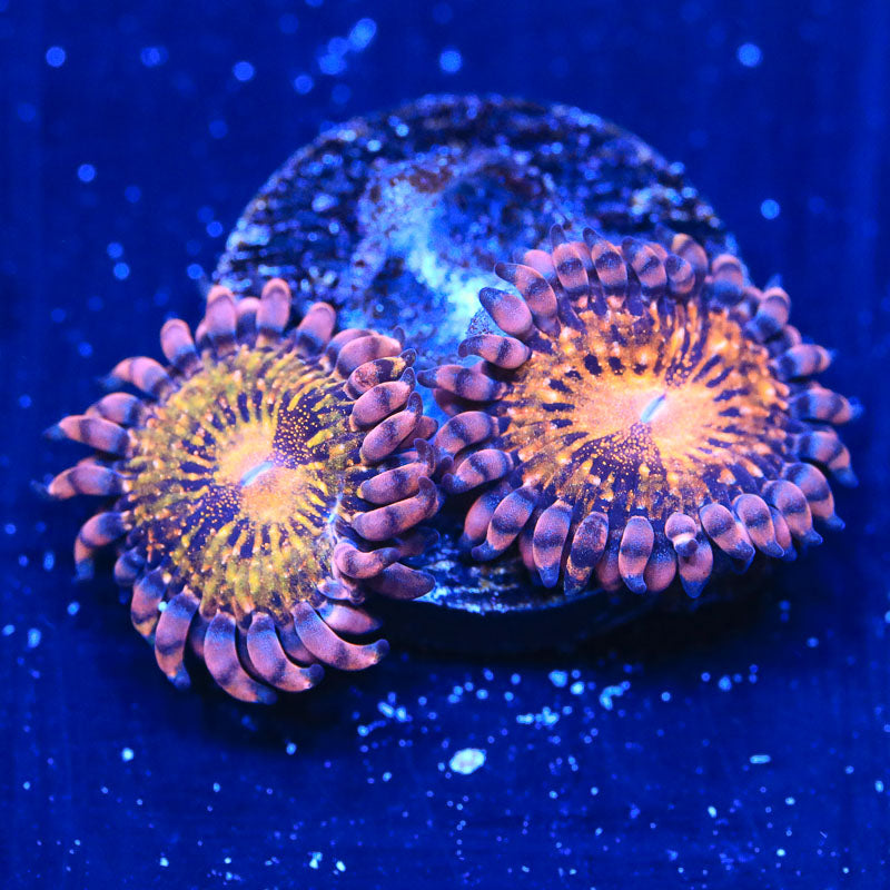 WWC Pandora Zoanthids Coral