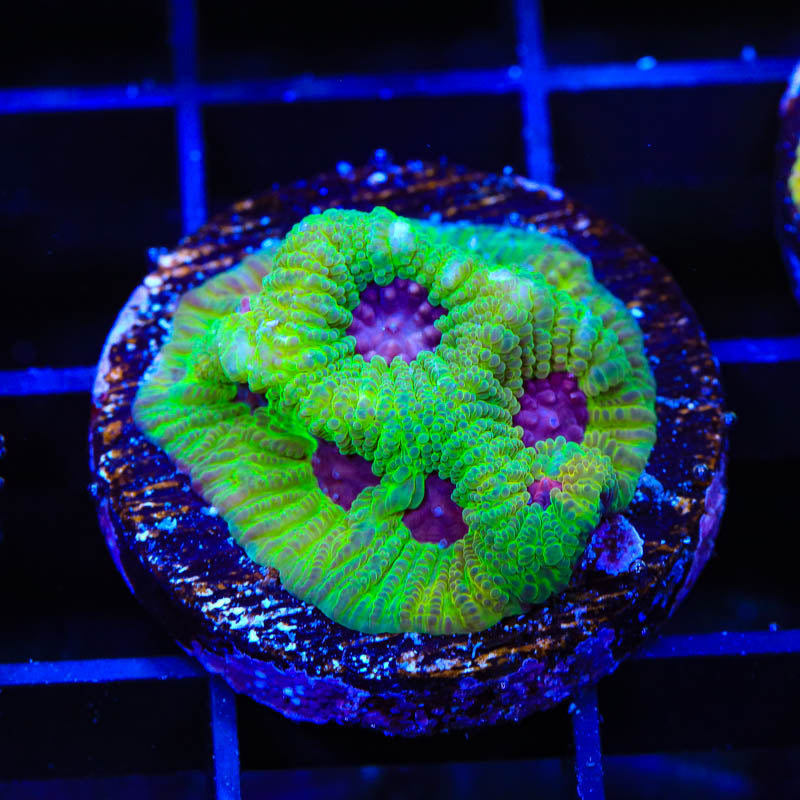 UC Fascination Favia Coral - Top Shelf Aquatics