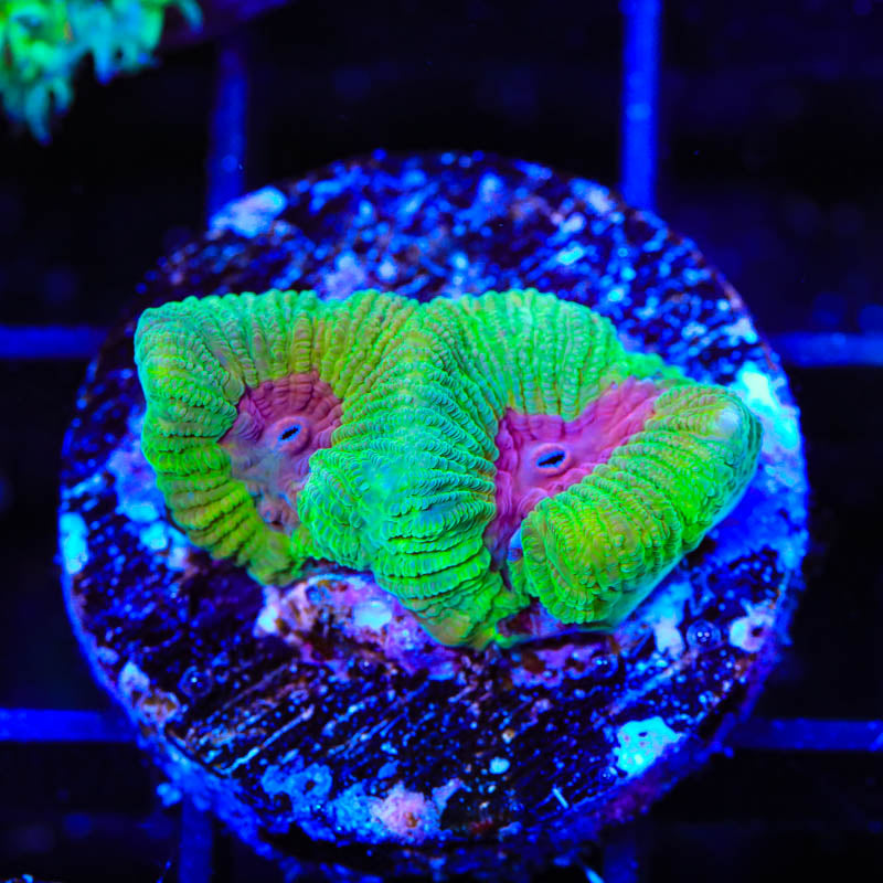 TSA Grinch Favia Coral
