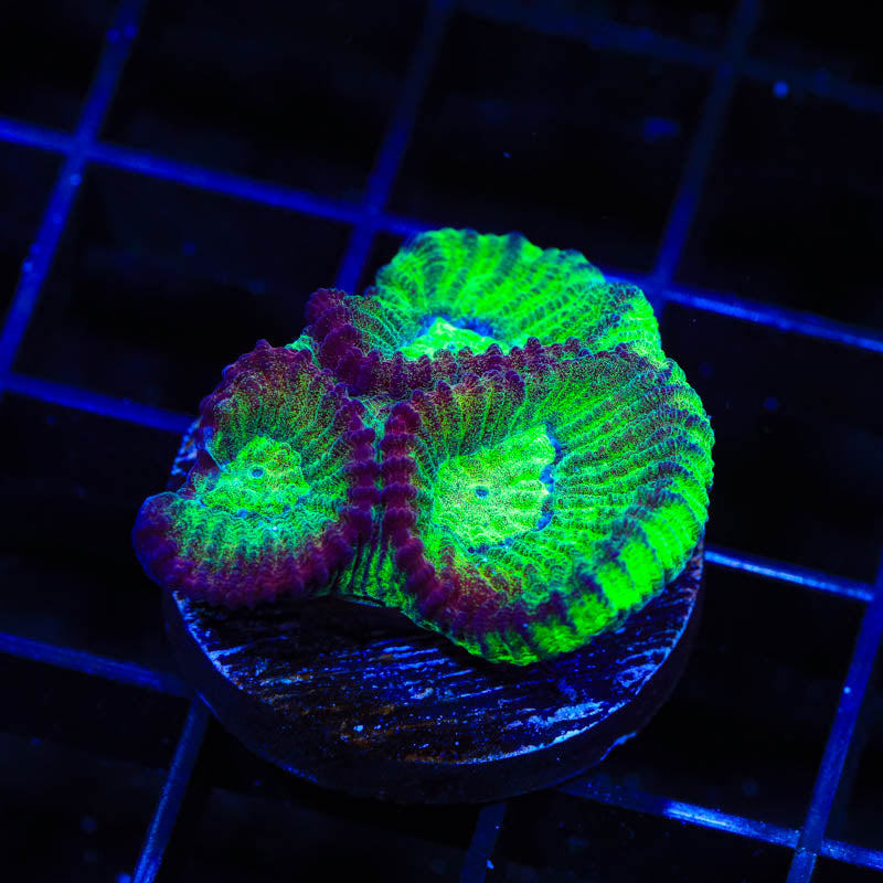 TSA Irish Favia Coral