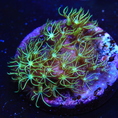 Mint Green Star Polyps Coral - Top Shelf Aquatics