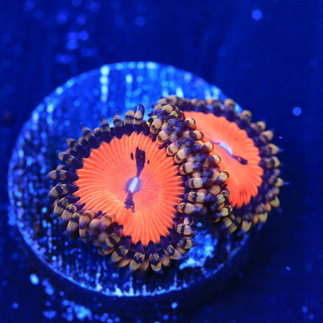 WWC Bloodsucker Zoanthids Coral