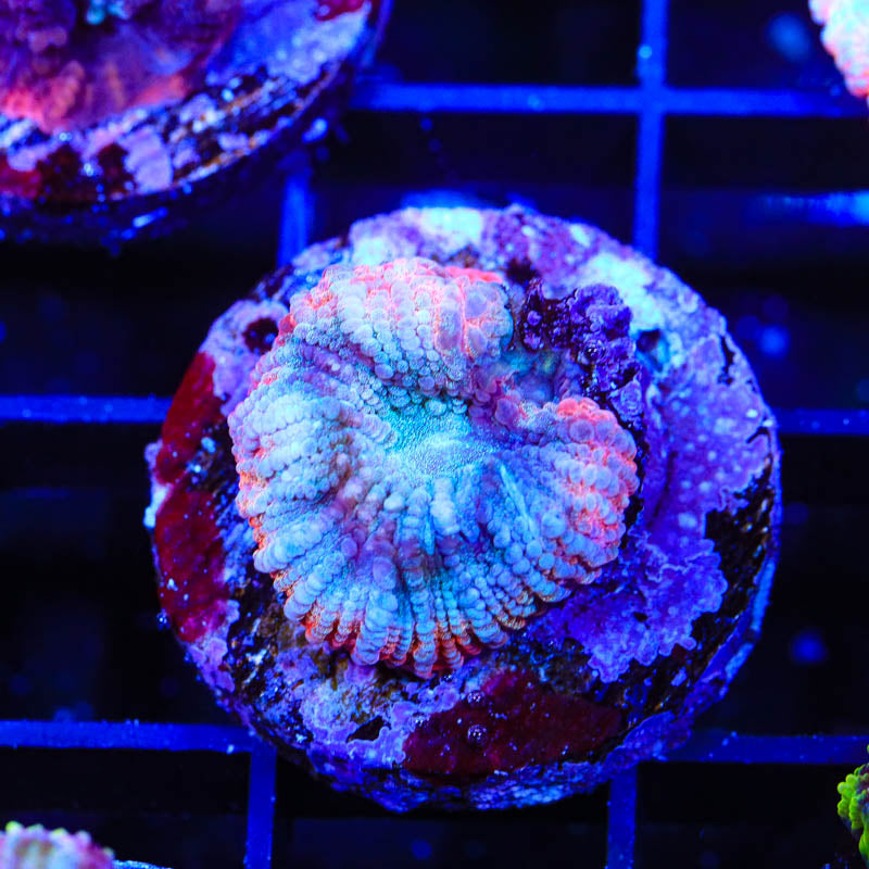 TSA Cherry Berry Favia Coral