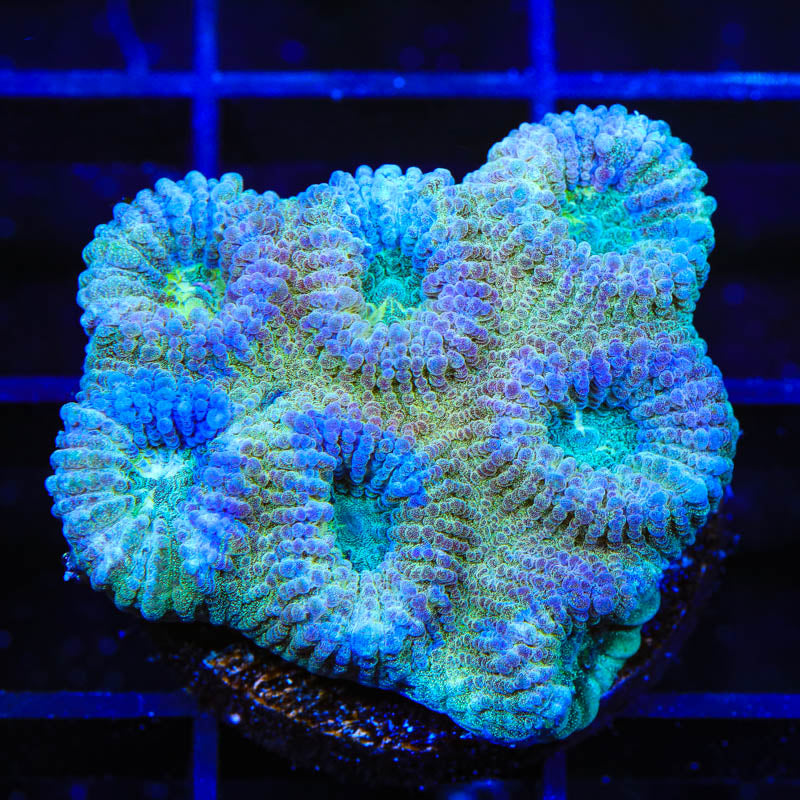 TSA Holographic Favia Coral