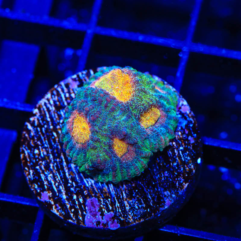 CB Angel Eye Favia Coral