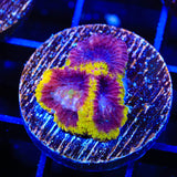 TSA Wolverine Favia Coral