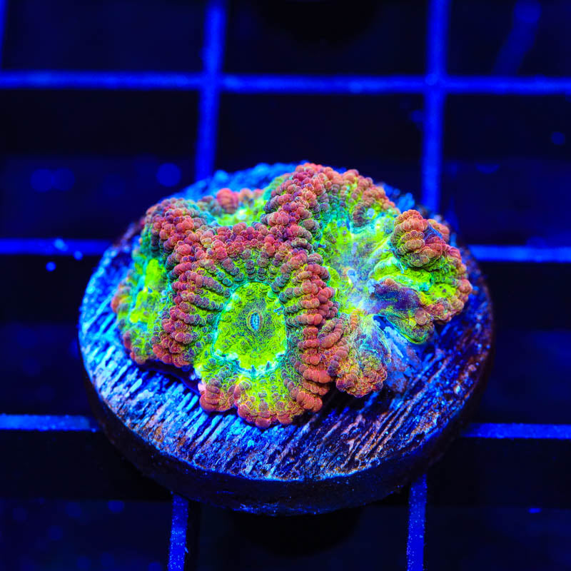 TSA Rainbow Favia Coral