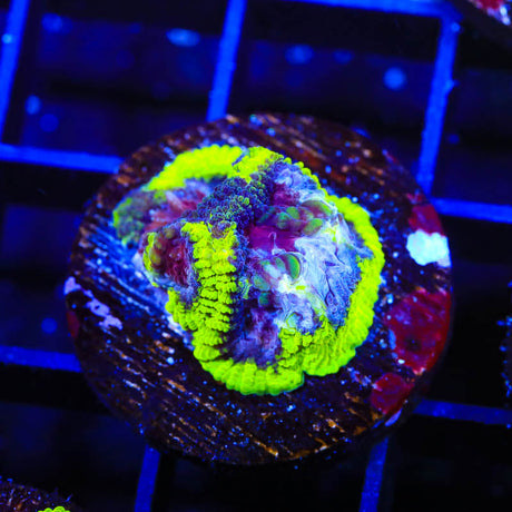 TSA Black Mamba Favia Coral - Top Shelf Aquatics