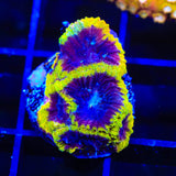 TSA Wolverine Favia Coral