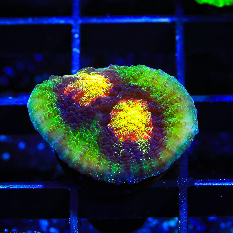 JF Raja Rampage Chalice Coral