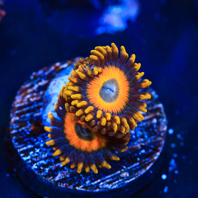 Scrambled Eggs Zoanthid Coral