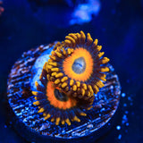 Scrambled Eggs Zoanthid Coral