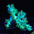 Ultra Kenya Tree Coral