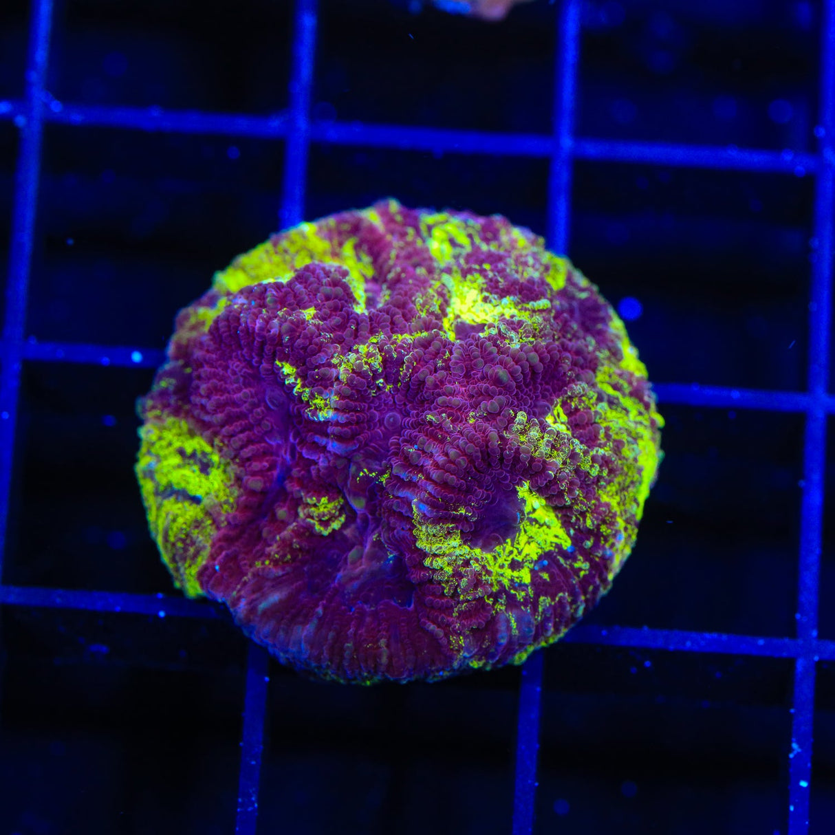 TSA Big Bang Favia Coral