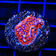 JF Superman Stylocoeniella Coral - Top Shelf Aquatics