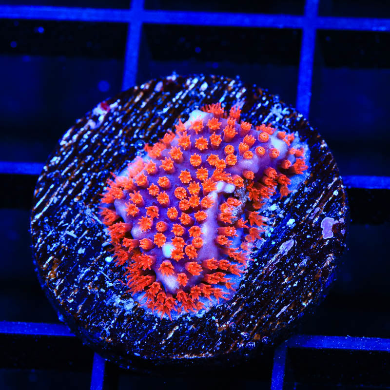 JF Superman Stylocoeniella Coral - Top Shelf Aquatics