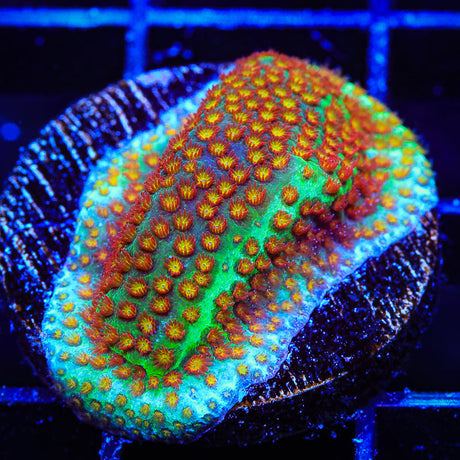 SR Supreme Stylocoeniella Coral