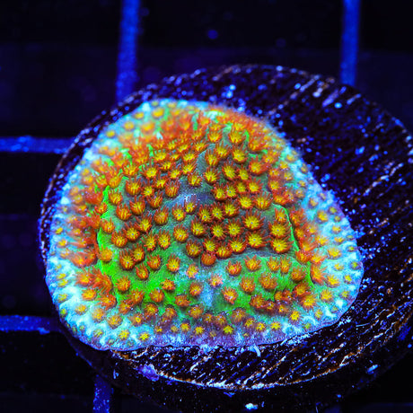 SR Supreme Stylocoeniella Coral