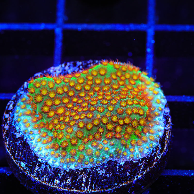 SR Supreme Stylocoeniella Coral