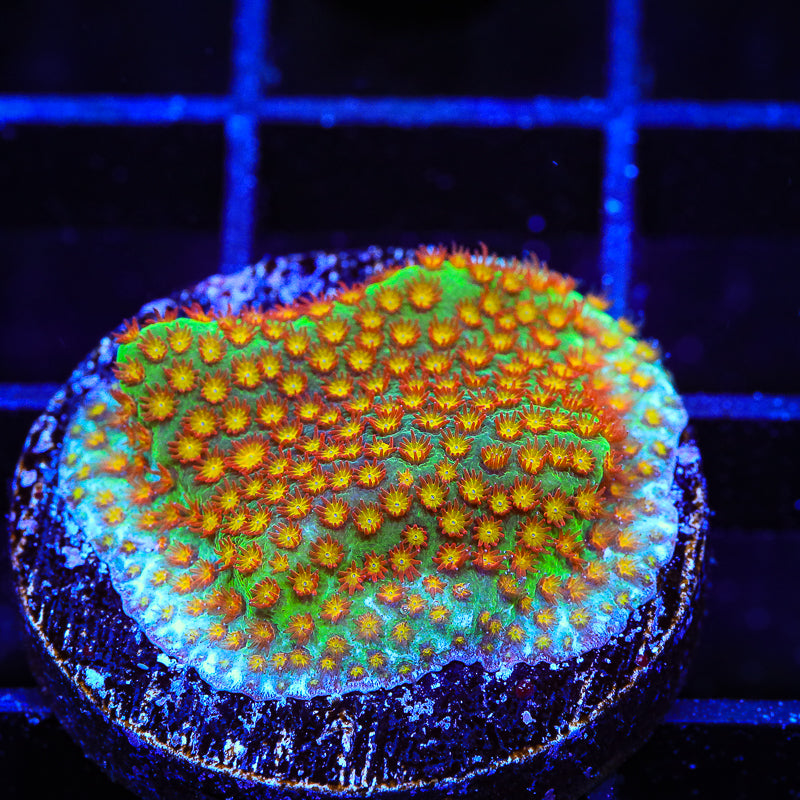 SR Supreme Stylocoeniella Coral - Top Shelf Aquatics