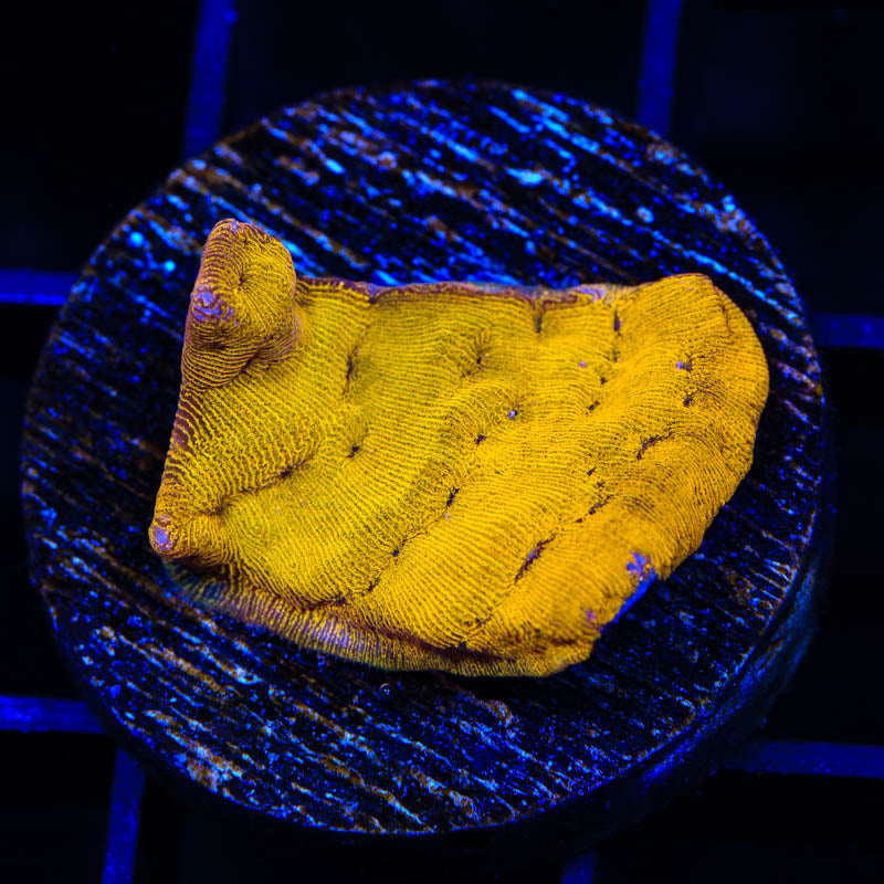 24k Gold Leptoseris Coral