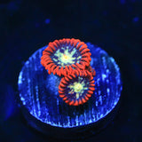 Star Foxx Zoanthid Coral - Top Shelf Aquatics