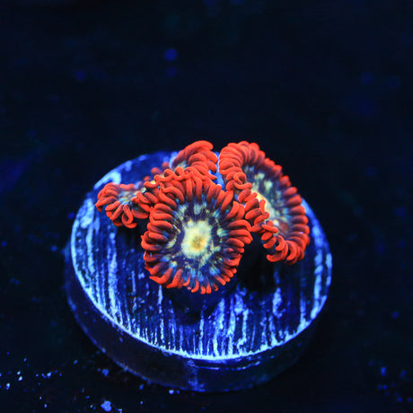 Star Foxx Zoanthid Coral - Top Shelf Aquatics