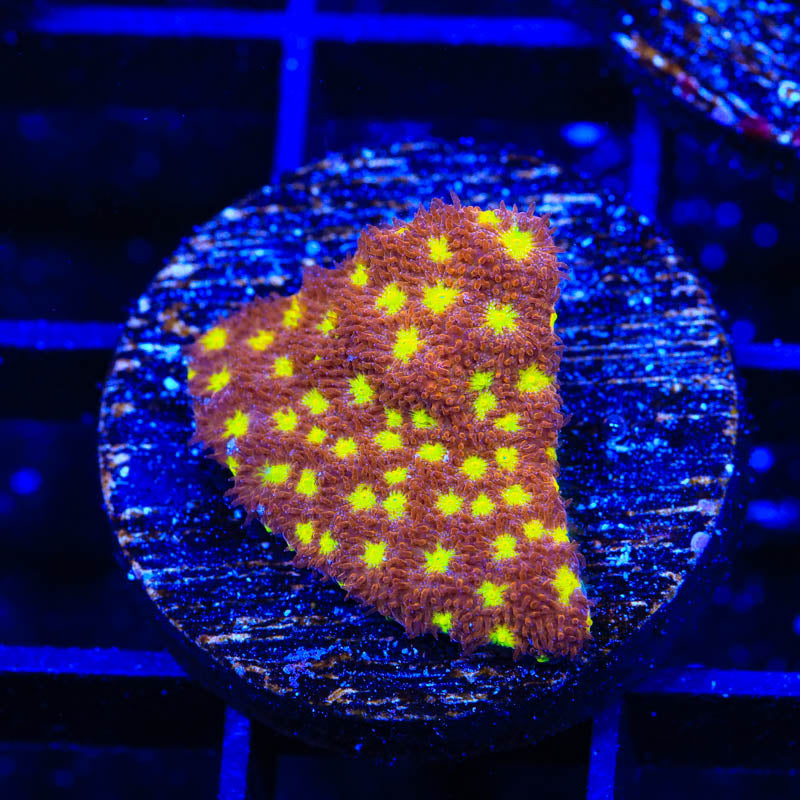 TSA Sweet Treat Psammocora Coral