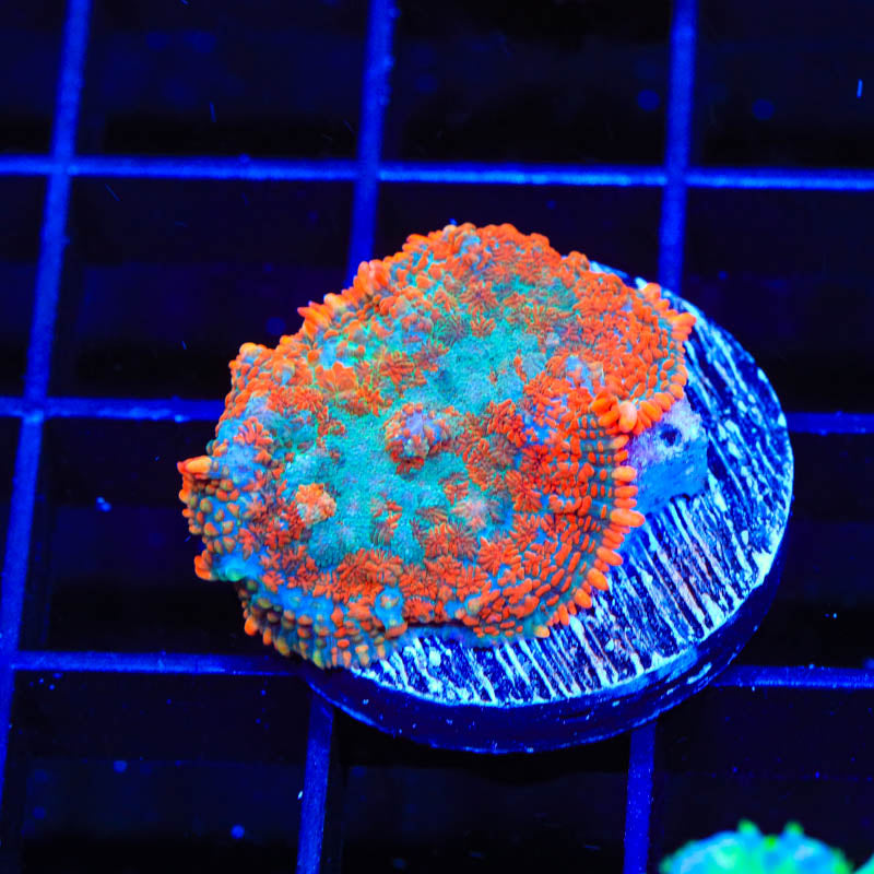 TSA Tangerine Calypso Rhodactis Mushroom Coral - Top Shelf Aquatics