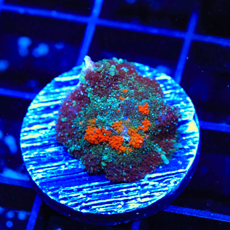 Ultra Persian Rug Mushroom Coral