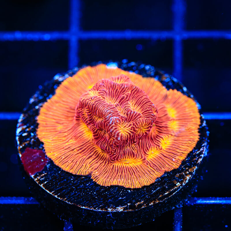 JF Lunar Landing Leptoseris Coral