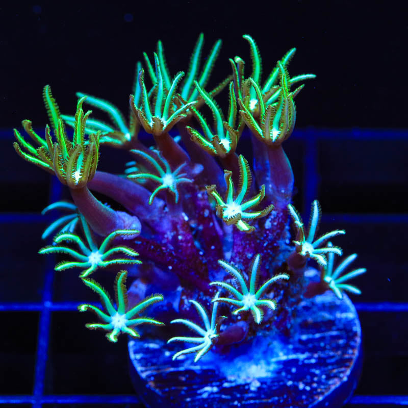 Green Aussie Pipe Organ Coral